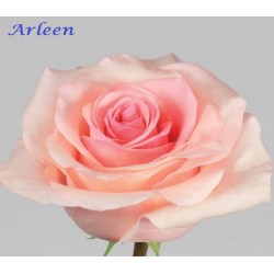 Arleen