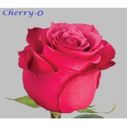 Cherry O