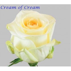 Cream of Cream