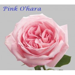 Pink Ohara
