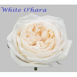 White Ohara