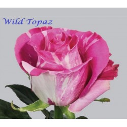 Wild Topaz